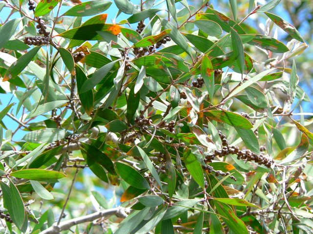 68- Feuilles odorantes de niaouli 